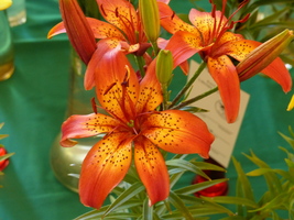 Foto: Dr. Peter Müller